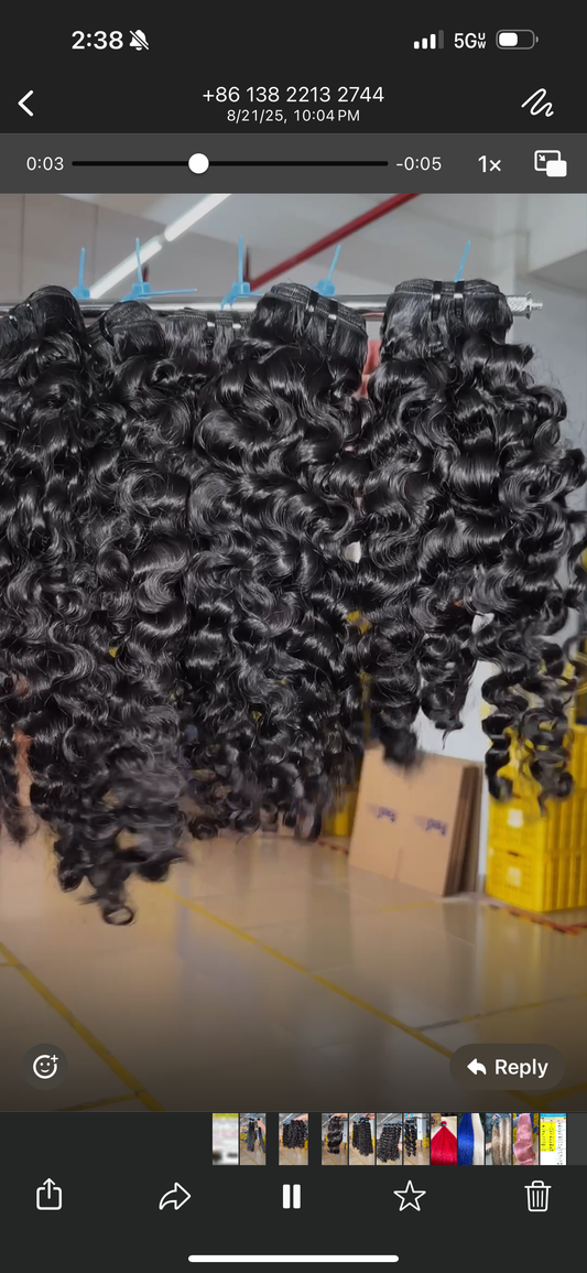 Burmese curly (PRE-ORDER)